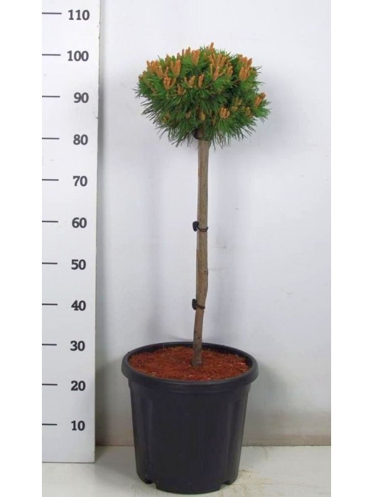 Pušis kalninė (Lot Pinus mugo) 'Benjamin' C18 KOTAS 80 CM-PUŠYS-SPYGLIUOČIAI