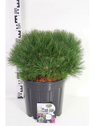 Pušis (Lot Pinus) 'Marie Bregeon' C13 40-50 CM-PUŠYS-SPYGLIUOČIAI