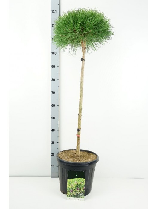 Pušis (Lot Pinus) 'Marie Bregeon' C15 KOTAS 80 CM-PUŠYS-SPYGLIUOČIAI