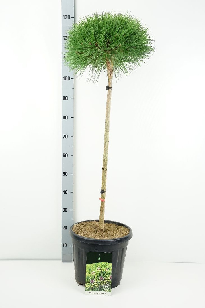 Pušis (Lot Pinus) 'Marie Bregeon' C15 KOTAS 80 CM-PUŠYS-SPYGLIUOČIAI