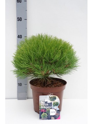 Pušis (Lot Pinus) 'Marie Bregeon' C4/P21 20-25 CM-PUŠYS-SPYGLIUOČIAI