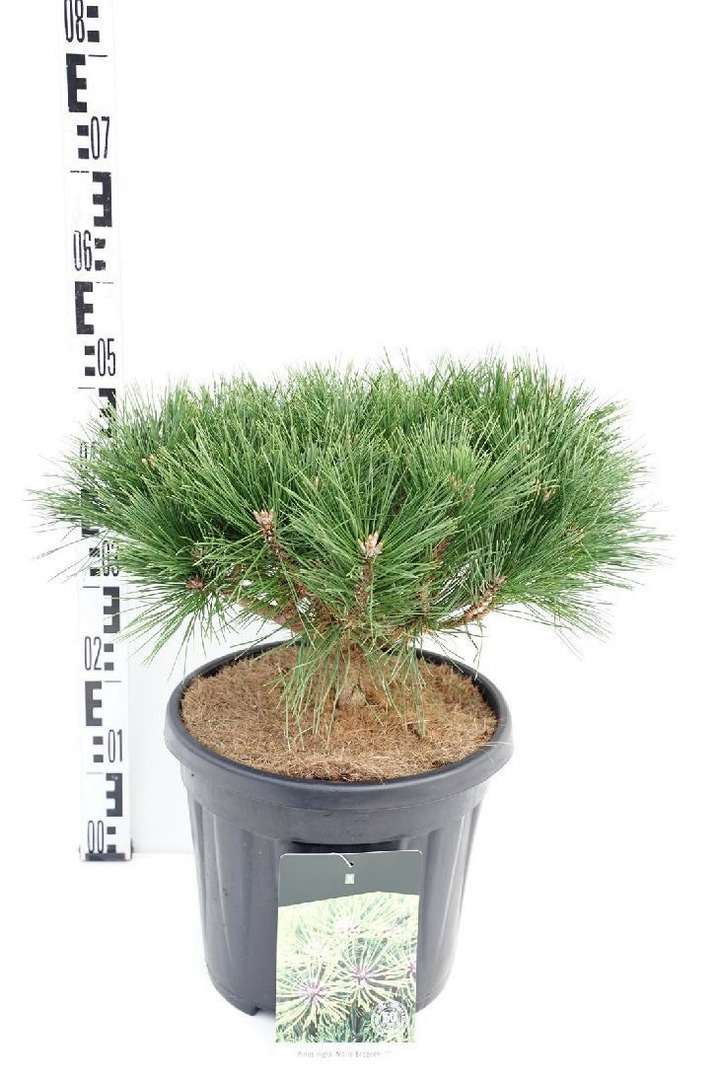 Pušis (Lot Pinus) 'Marie Bregeon' C15 40-50 CM-PUŠYS-SPYGLIUOČIAI