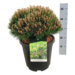 Pušis (Lot Pinus) 'Marie Bregeon' C15 40-50 CM - nuotrauka 2