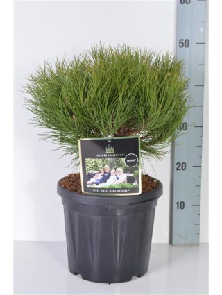 Pušis (Lot Pinus) 'Marie Bregeon' C10 30-35 CM-PUŠYS-SPYGLIUOČIAI