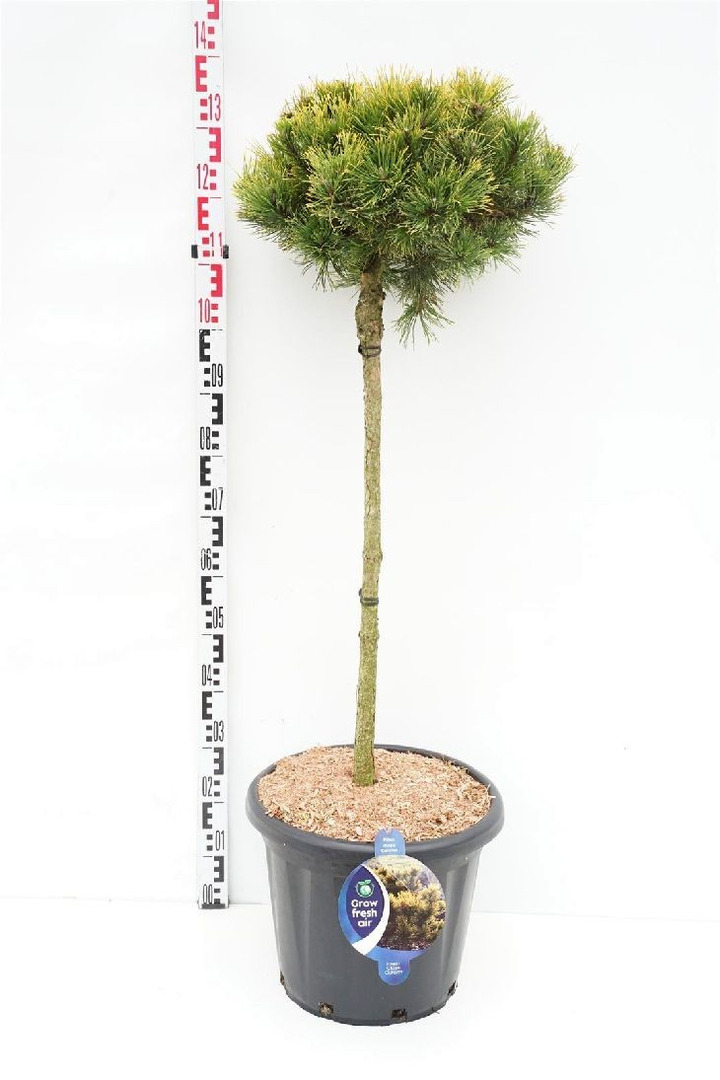 Pušis kalninė (Lot Pinus mugo) 'Carsten' C25 KOTAS 80 CM-PUŠYS-SPYGLIUOČIAI