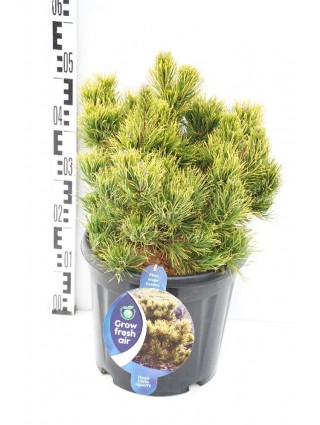 Pušis kalninė (Lot Pinus mugo) 'Carsten' C13 30-35 CM-PUŠYS-SPYGLIUOČIAI