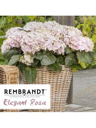 Didžialapė Hortenzija "REMBRANDT ELEGANT ROSA" C15-REMBRANT® KOLEKCIJA-HORTENZIJOS