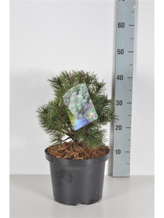 Pušis kalninė (Lot Pinus mugo) 'Columbo' C5/P23 30-40 CM-PUŠYS-SPYGLIUOČIAI