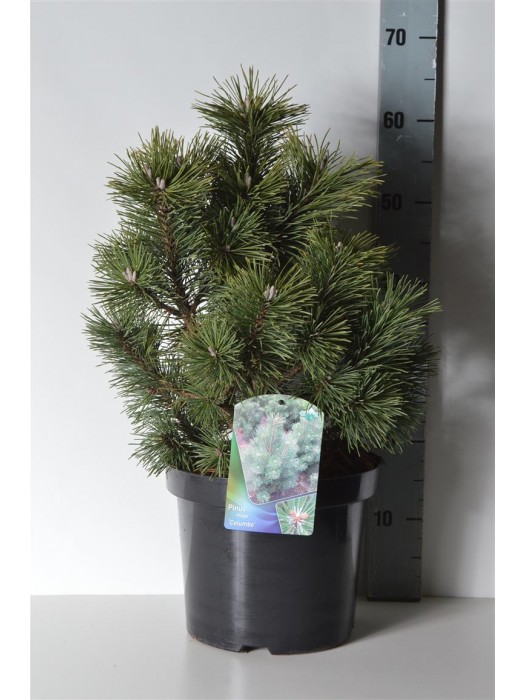 Pušis kalninė (Lot Pinus mugo) 'Columbo' C7,5/P26 40-50 CM-PUŠYS-SPYGLIUOČIAI