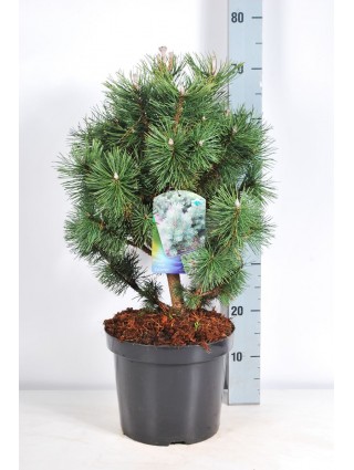 Pušis kalninė (Lot Pinus mugo) 'Columbo' C7,5/P26 50-60 CM-PUŠYS-SPYGLIUOČIAI