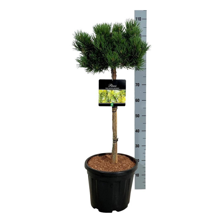 Pušis kalninė (Lot Pinus mugo) 'Carsten's Winter Gold' C15 KOTAS 60 CM-PUŠYS-SPYGLIUOČIAI