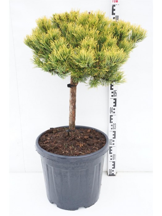 Pušis kalninė (Lot Pinus mugo) 'Carsten's Winter Gold' C30 KOTAS 40 CM-PUŠYS-SPYGLIUOČIAI