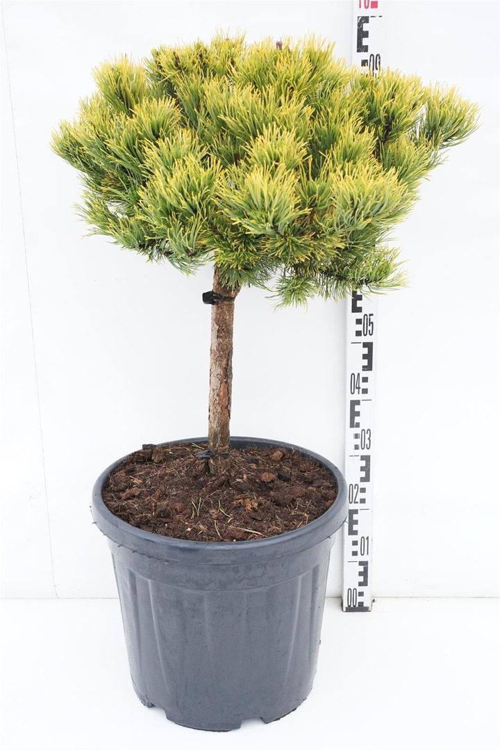 Pušis kalninė (Lot Pinus mugo) 'Carsten's Winter Gold' C30 KOTAS 40 CM-PUŠYS-SPYGLIUOČIAI