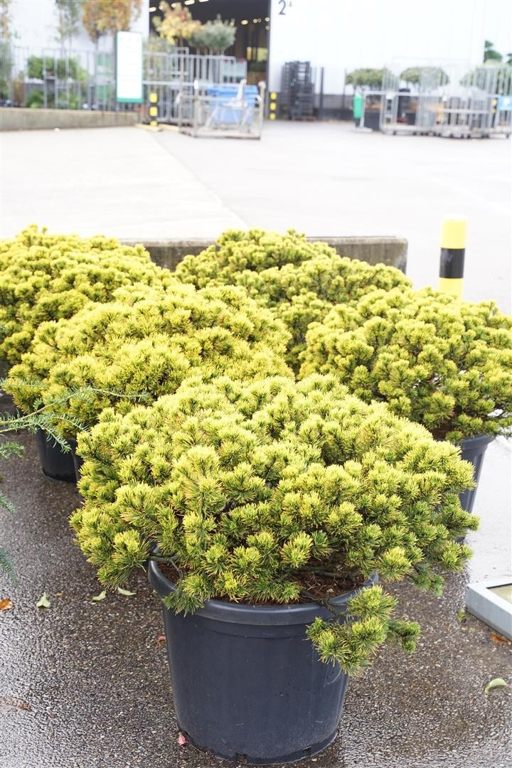 Pušis kalninė (Lot Pinus mugo) 'Carsten's Winter Gold' C80 80-90 CM-PUŠYS-SPYGLIUOČIAI