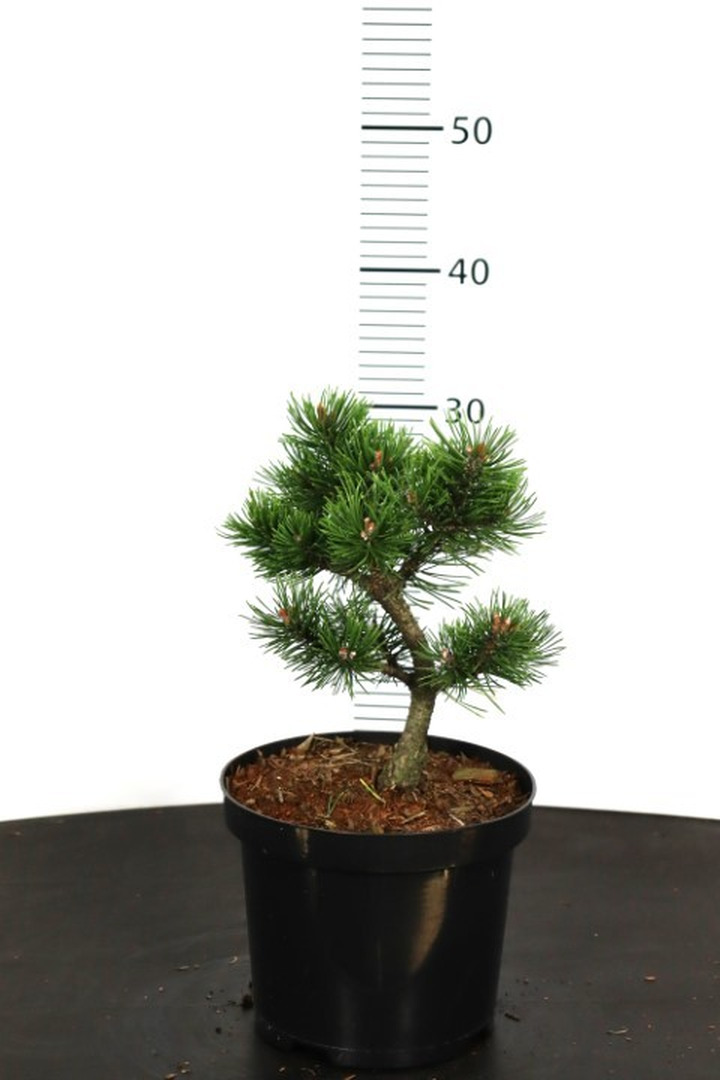 Pušis kalninė (Lot Pinus mugo) 'Golden Glow' C3/P19 15-20 CM-PUŠYS-SPYGLIUOČIAI