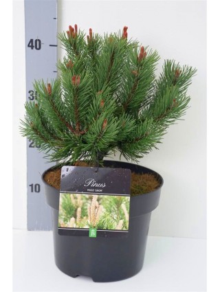 Pušis kalninė (Lot Pinus mugo) 'Gnom' C5/P23 25-30 CM-PUŠYS-SPYGLIUOČIAI