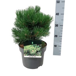 Pušis kalninė (Lot Pinus mugo) 'Gnom' C5/P23 25-30 CM - nuotrauka 2
