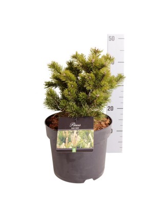 Pušis kalninė (Lot Pinus mugo) 'Gnom' C7,5/P26 30-40 CM-PUŠYS-SPYGLIUOČIAI