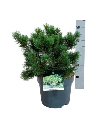 Pušis kalninė (Lot Pinus mugo) 'Gnom' C7,5/P26 30-40 CM-PUŠYS-SPYGLIUOČIAI