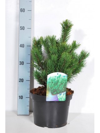 Pušis kalninė (Lot Pinus mugo) 'Gnom' C5/P23 30-40 CM-PUŠYS-SPYGLIUOČIAI