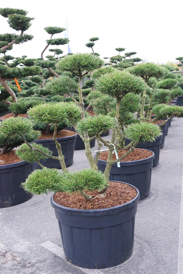 Pušis kalninė (Lot Pinus mugo) 'Gnom' BONSAI 100-125 C180-PUŠYS-SPYGLIUOČIAI