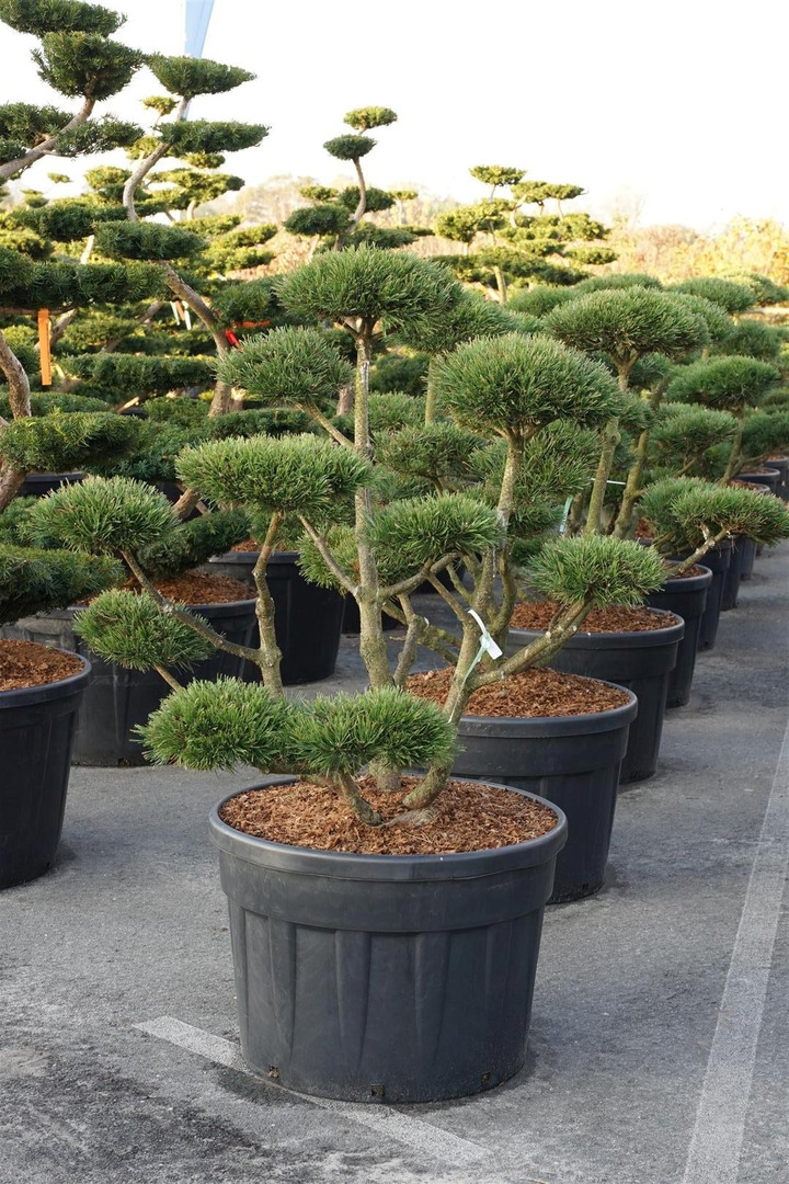Pušis kalninė (Lot Pinus mugo) 'Gnom' BONSAI 100-125 C180-PUŠYS-SPYGLIUOČIAI