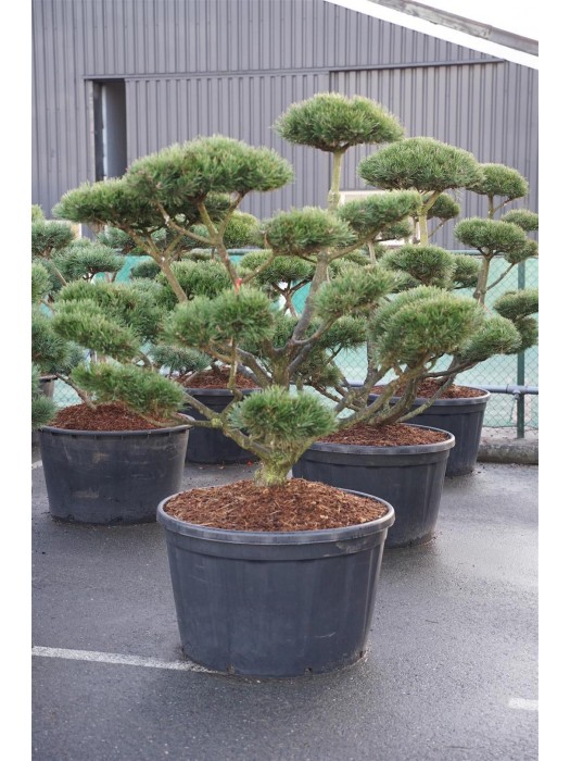 Pušis kalninė (Lot Pinus mugo) 'Gnom' BONSAI 150-175 C285-PUŠYS-SPYGLIUOČIAI