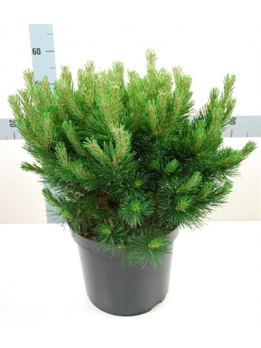 Pušis kalninė (Lot Pinus mugo) 'Gnom' C25 50-60 CM-PUŠYS-SPYGLIUOČIAI