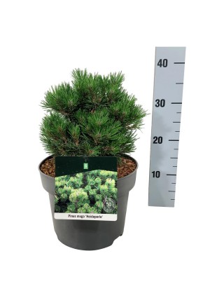 Pušis kalninė (Lot Pinus mugo) 'Heideperle' C5/P23 15-20 CM-PUŠYS-SPYGLIUOČIAI