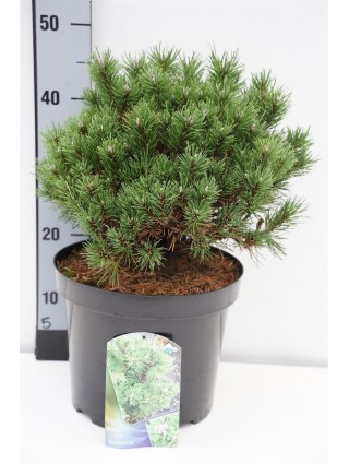 Pušis kalninė (Lot Pinus mugo) 'Heideperle' C7,5/P26 30-40 CM-PUŠYS-SPYGLIUOČIAI