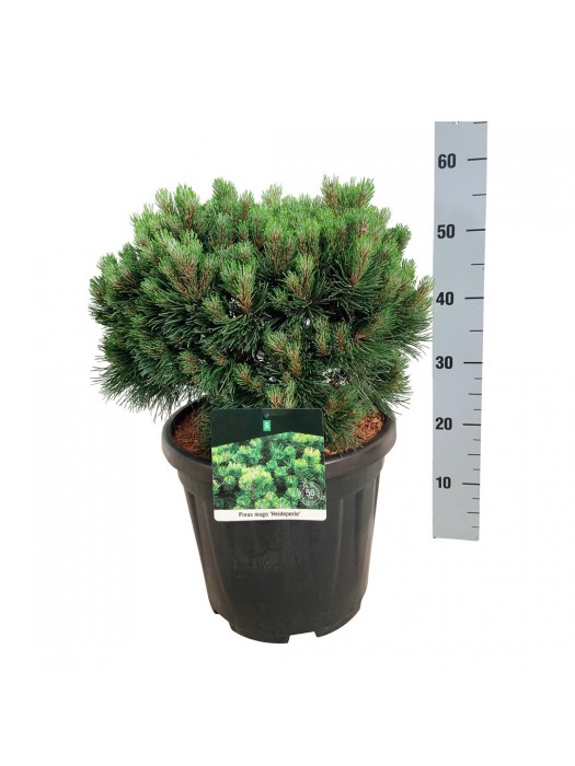 Pušis kalninė (Lot Pinus mugo) 'Heideperle' C15 30-40 CM-PUŠYS-SPYGLIUOČIAI