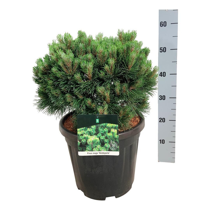 Pušis kalninė (Lot Pinus mugo) 'Heideperle' C15 30-40 CM-PUŠYS-SPYGLIUOČIAI