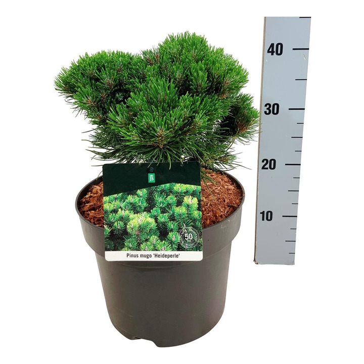 Pušis kalninė (Lot Pinus mugo) 'Heideperle' C7,5/P26 25-30 CM-PUŠYS-SPYGLIUOČIAI