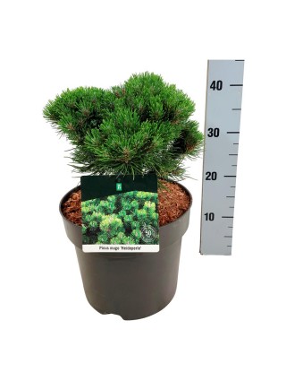 Pušis kalninė (Lot Pinus mugo) 'Heideperle' C7,5/P26 25-30 CM-PUŠYS-SPYGLIUOČIAI