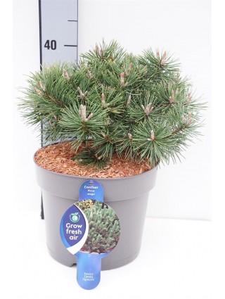 Pušis kalninė (Lot Pinus mugo) 'Humpy' C7,5/P26 30-35 CM-PUŠYS-SPYGLIUOČIAI