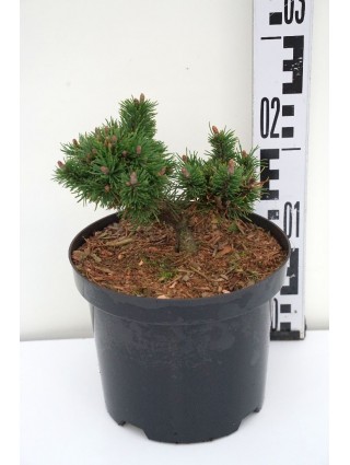 Pušis kalninė (Lot Pinus mugo) 'Humpy' C3/P19 15-20 CM-PUŠYS-SPYGLIUOČIAI