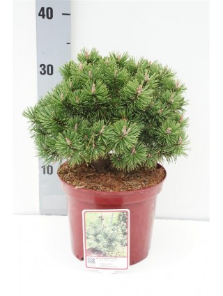 Pušis kalninė (Lot Pinus mugo) 'Humpy' C3/P19 20-25 CM-PUŠYS-SPYGLIUOČIAI