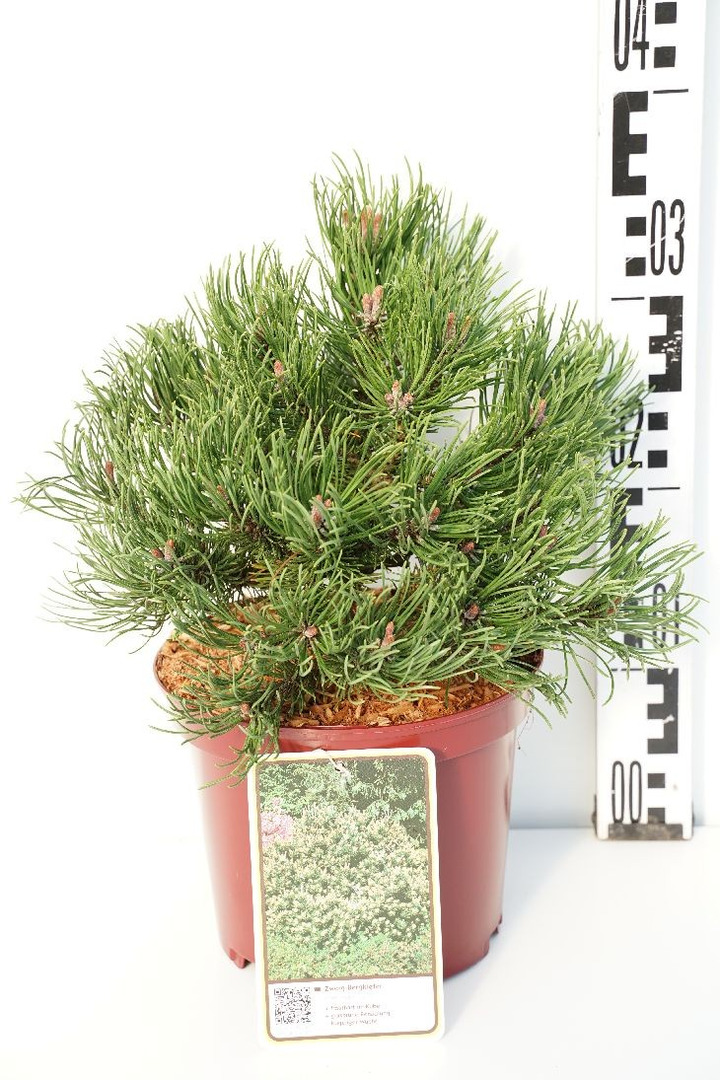 Pušis kalninė (Lot Pinus mugo) 'Laurin' C3/P19 20-25 CM-PUŠYS-SPYGLIUOČIAI