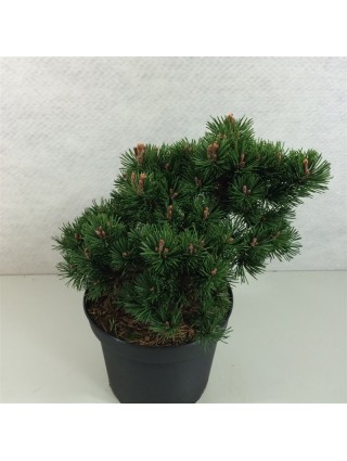 Pušis kalninė (Lot Pinus mugo) 'Lilliput' C5/P23 25-30 CM-PUŠYS-SPYGLIUOČIAI