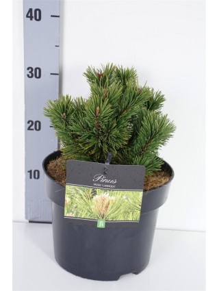 Pušis kalninė (Lot Pinus mugo) 'Limerick' C5/P23 15-20 CM-PUŠYS-SPYGLIUOČIAI