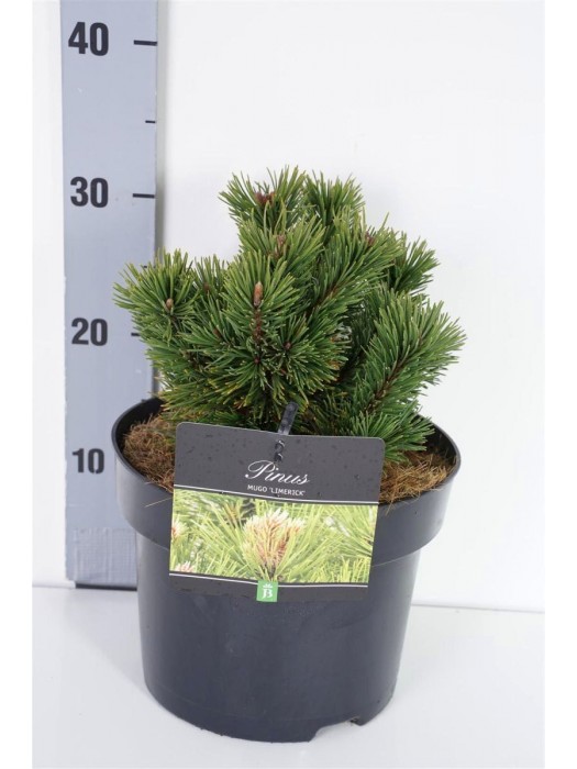 Pušis kalninė (Lot Pinus mugo) 'Limerick' C5/P23 15-20 CM-PUŠYS-SPYGLIUOČIAI