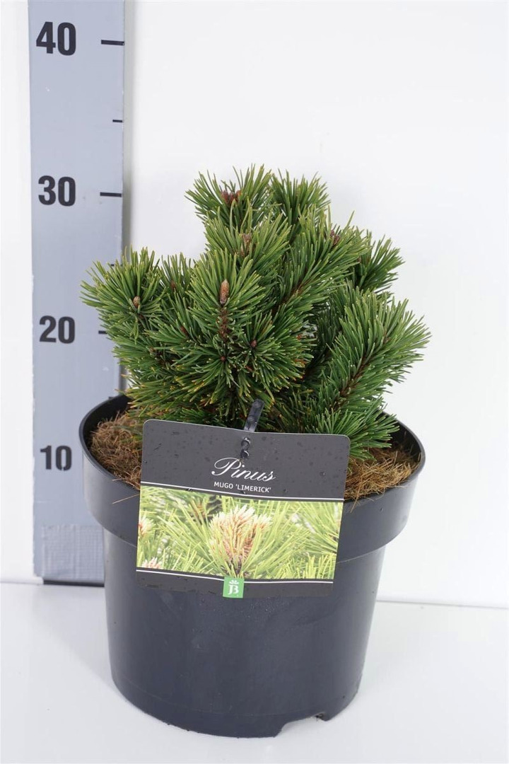 Pušis kalninė (Lot Pinus mugo) 'Limerick' C5/P23 15-20 CM-PUŠYS-SPYGLIUOČIAI