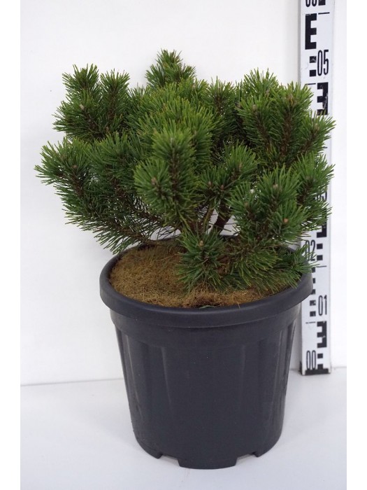 Pušis kalninė (Lot Pinus mugo) 'Limerick' C15 30-40 CM-PUŠYS-SPYGLIUOČIAI