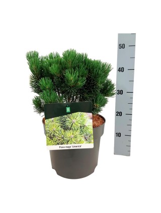 Pušis kalninė (Lot Pinus mugo) 'Limerick' C7,5/P26 25-30 CM-PUŠYS-SPYGLIUOČIAI