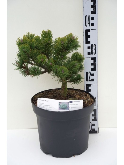 Pušis kalninė (Lot Pinus mugo) 'March' C5/P23 25-30 CM-PUŠYS-SPYGLIUOČIAI