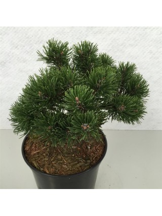 Pušis kalninė (Lot Pinus mugo) 'March' C5/P23 25-30 CM-PUŠYS-SPYGLIUOČIAI