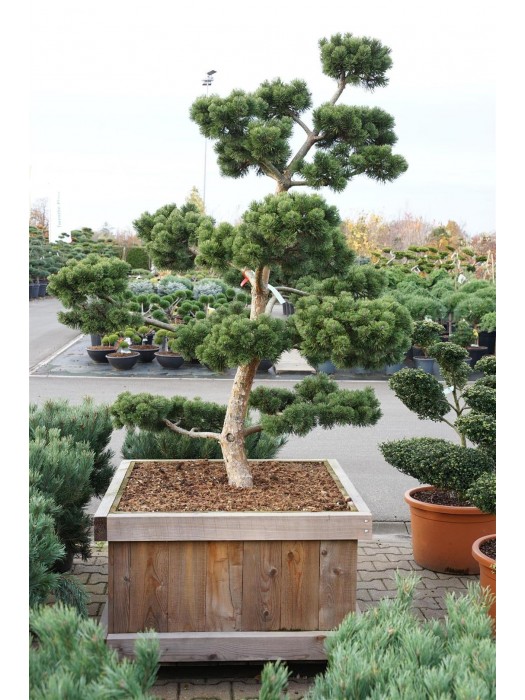 Pušis kalninė (Lot Pinus mugo) 'March' BONSAI 150-175 CONT-PUŠYS-SPYGLIUOČIAI