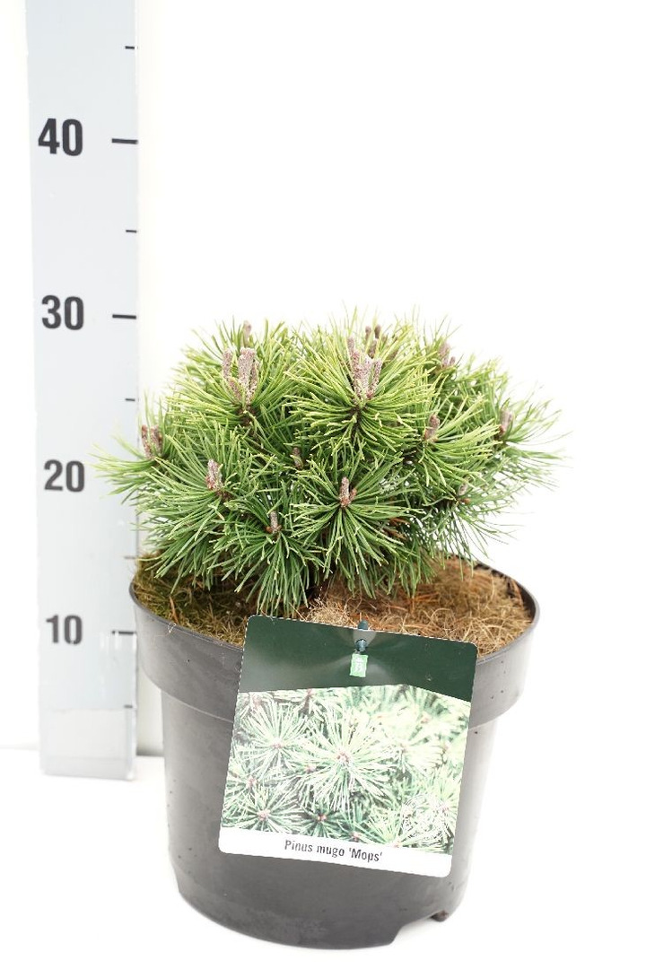 Pušis kalninė (Lot Pinus mugo) 'Mops' C5/P23 15-20 CM-PUŠYS-SPYGLIUOČIAI