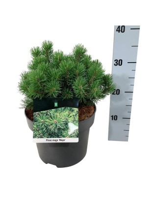 Pušis kalninė (Lot Pinus mugo) 'Mops' C5/P23 20-25 CM-PUŠYS-SPYGLIUOČIAI