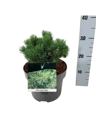 Pušis kalninė (Lot Pinus mugo) 'Mops' C5/P23 15-20 CM-PUŠYS-SPYGLIUOČIAI